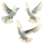 peaceful white dove flying free png
